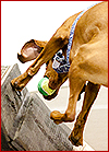 View the NAFA Database